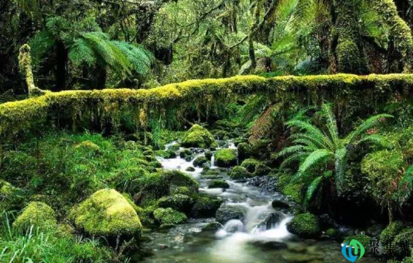 热带雨林的主要功能