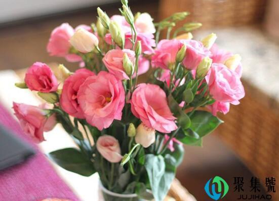 粉红洋桔梗花语