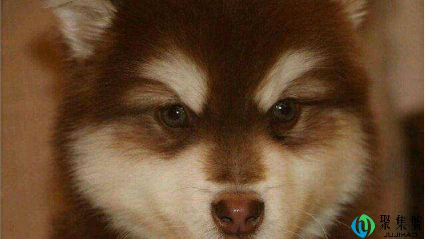 2-8个月的阿拉斯加成长过程如何喂养