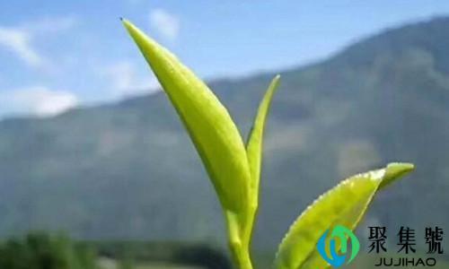 富硒茶叶属于什么茶