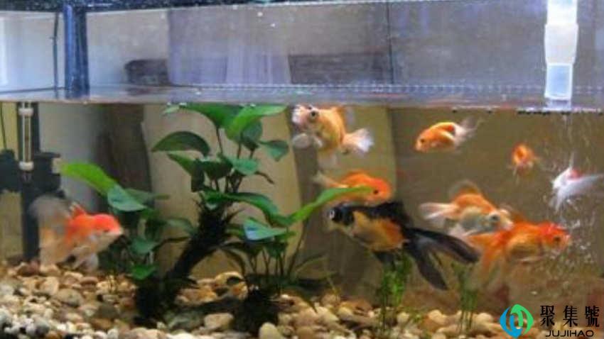 鱼缸清洗怎么做