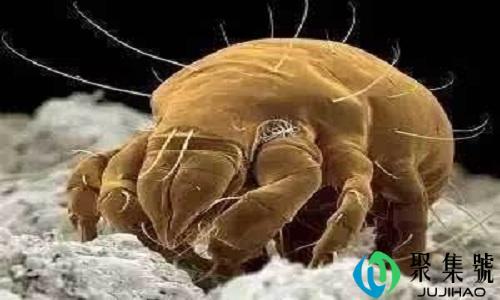 螨虫的生存条件