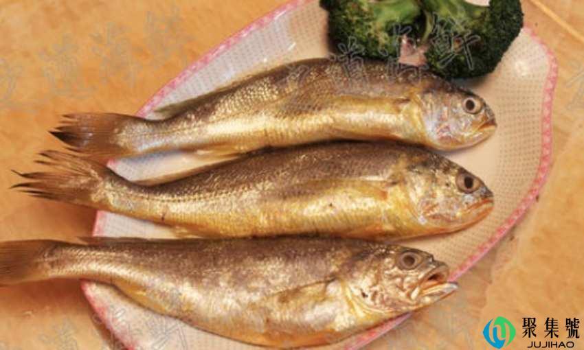野生黄鱼和养殖黄鱼的区别是什么