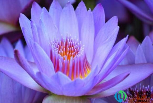紫莲花寓意