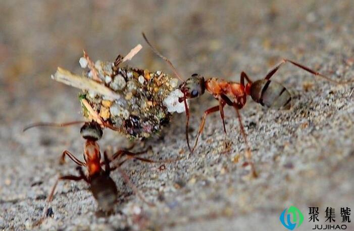 出现哪种现象说明要下雨了
