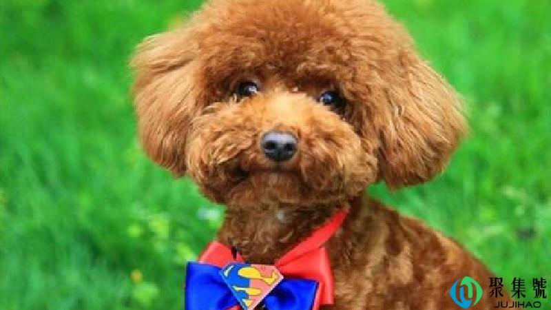 三个月泰迪多重