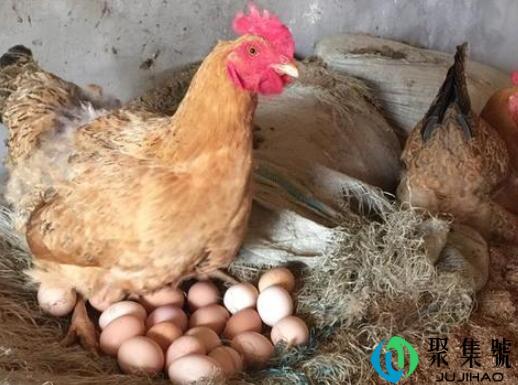 鸡吃鸡蛋要喂什么药