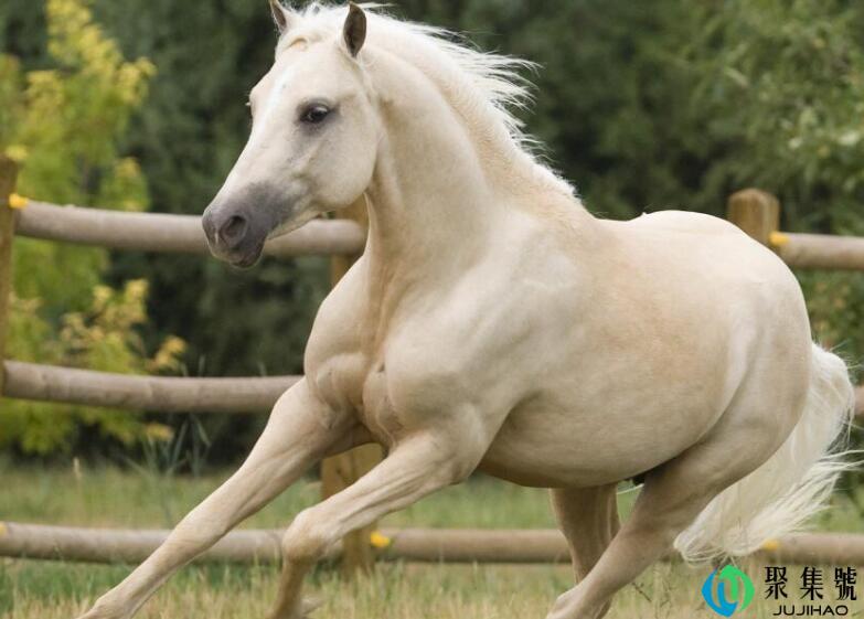 欲钱买千里之行的生肖