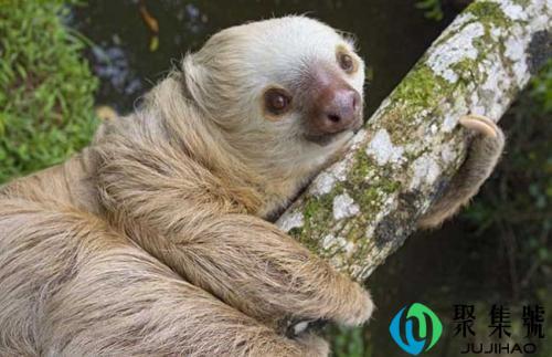 树懒寿命一般有多长