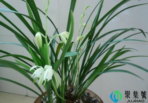 建兰耐寒多少度