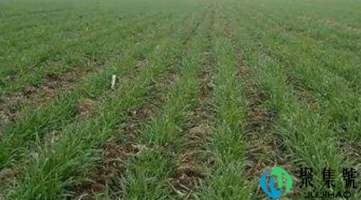 春季田管的主要农作物