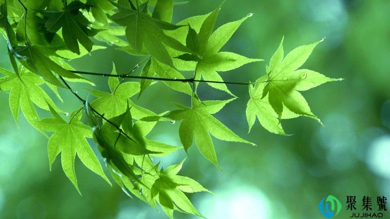 Leaves是什么意思