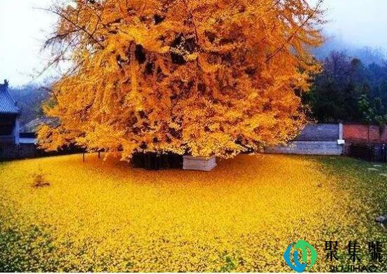 中国银杏之乡是哪儿