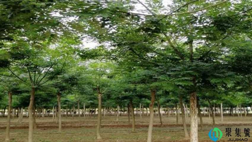 安树有什么作用