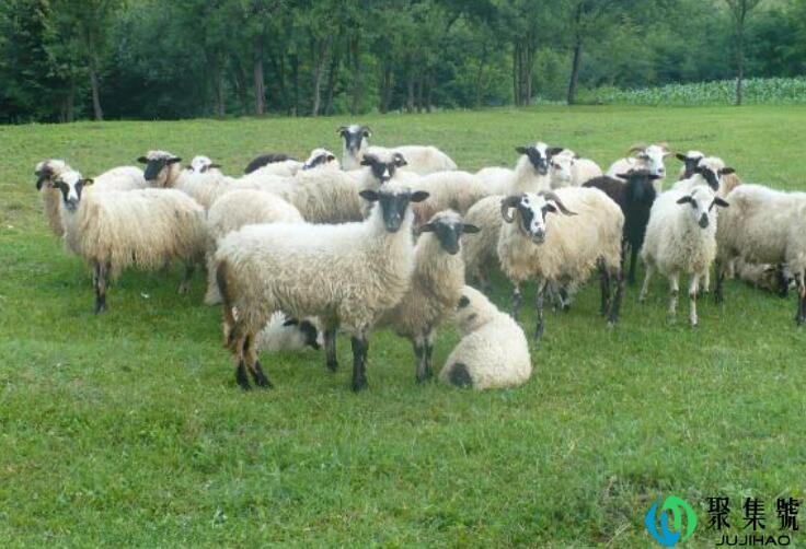 欲钱买双喜临门的生肖