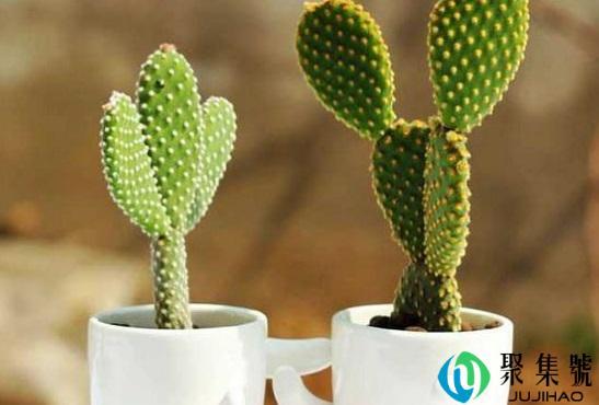 防电脑辐射植物