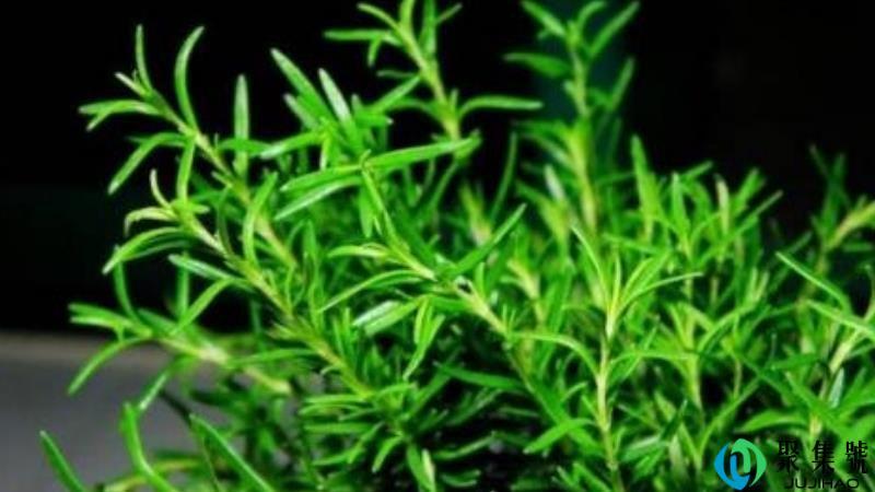 迷迭香能驱蚊吗