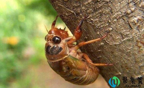 知了猴可以吃吗