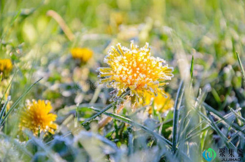 蒲公英能不能冷冻存放