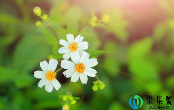 植物的各种旅行方式有哪些