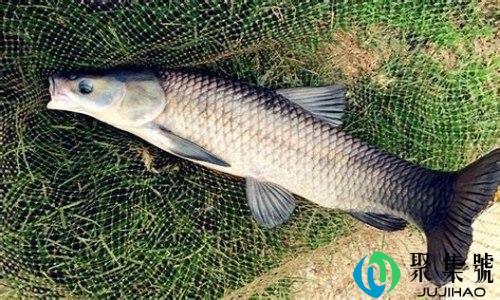 花生米钓青鱼配方