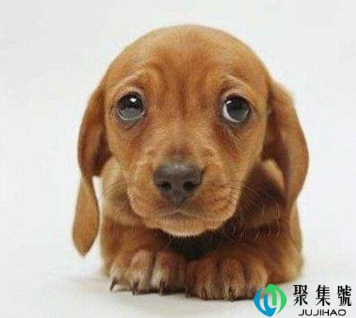 狗怕什么气味不去拉屎