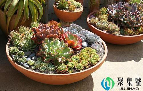 多肉盆多深合适