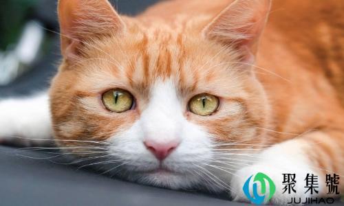 吸喵是什么意思