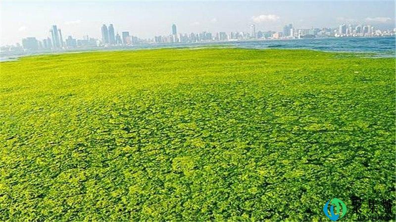 青岛浒苔从哪里来