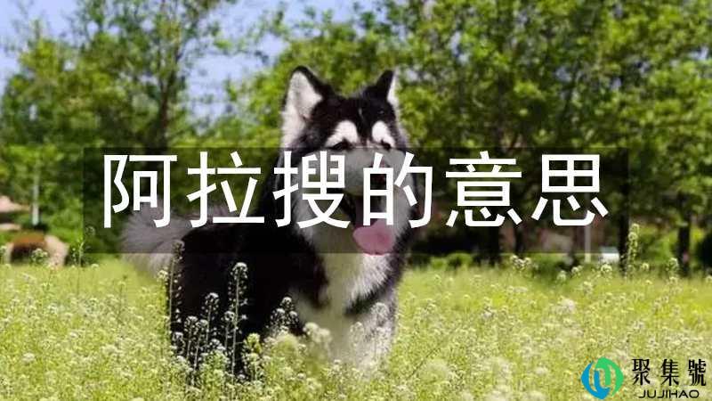 阿拉搜的意思