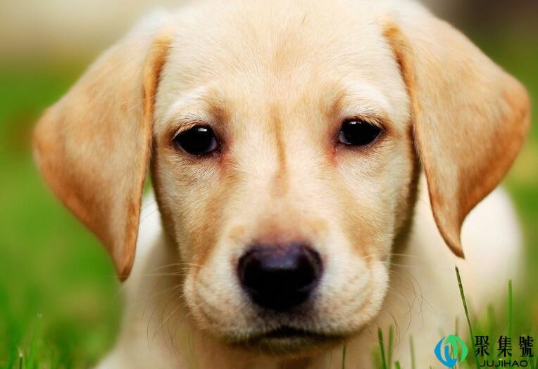 成年拉布拉多多高