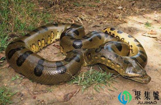 亚马逊森蚺有多大