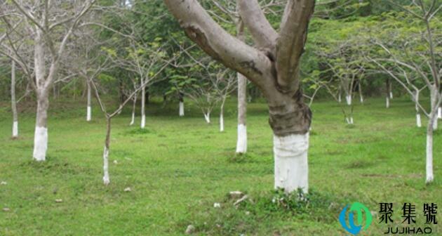 树干被刷成白色是因为