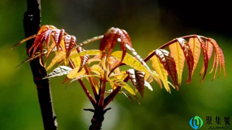 红色香椿和绿色香椿的区别