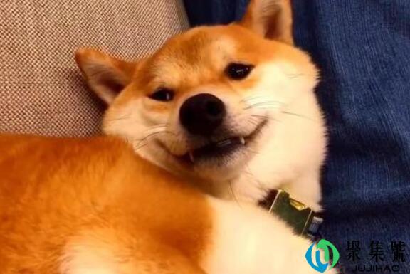 母胎solo是什么意思什么梗