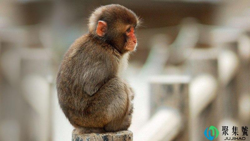 三六上下山崩地裂是指什么生肖