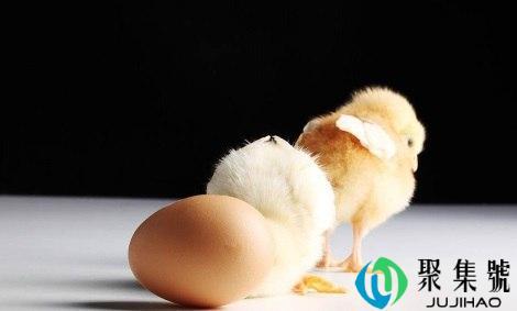 黎明尖叫的动物是指什么生肖