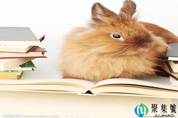 娇小玲珑代表什么生肖