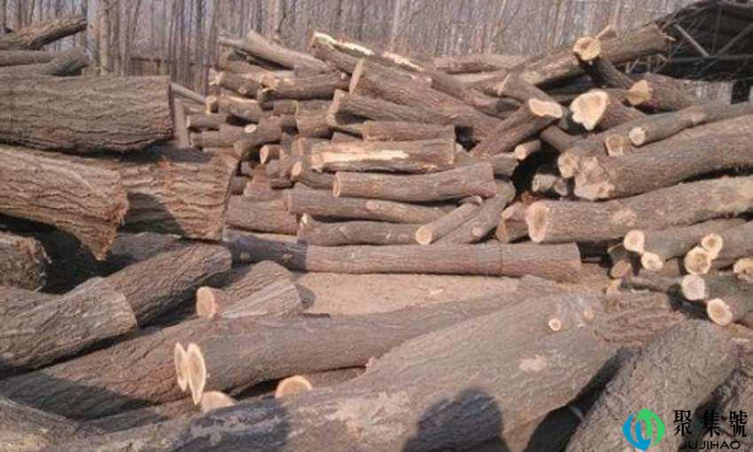 杏木怎么处理不裂