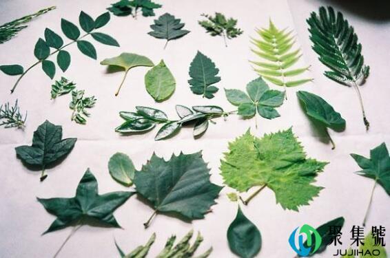 树叶属于什么垃圾类型