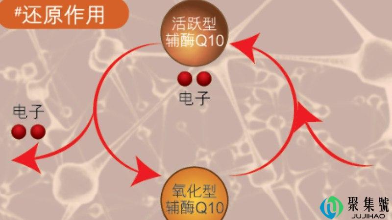 泛醇和泛醌的区别