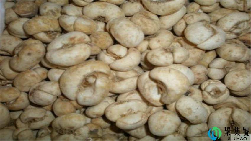 浙贝和川贝的区别