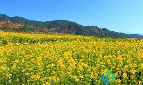 油菜花是什么意思网络用语