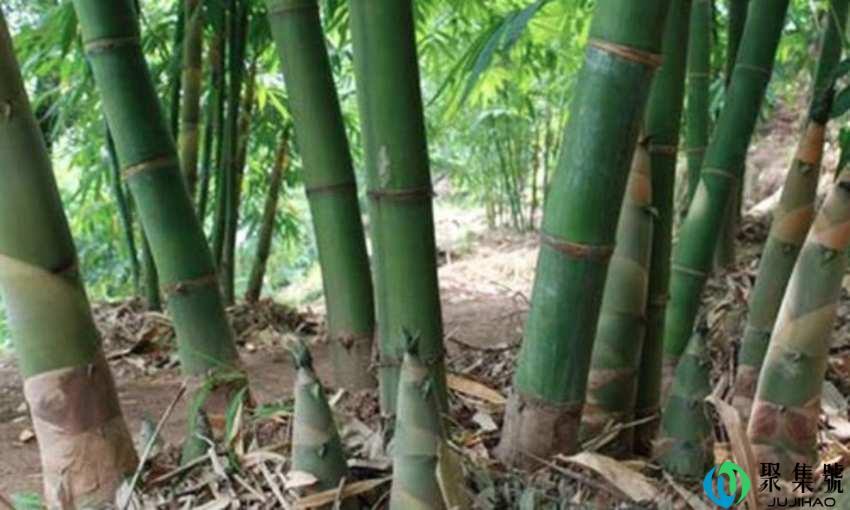 麻竹和山竹的区别是什么