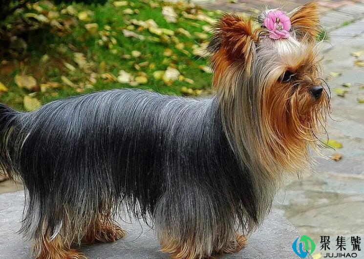 约克夏可以吃开心果吗