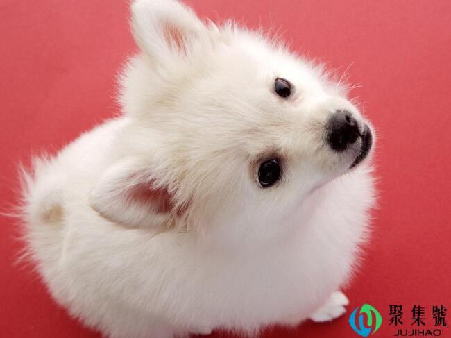 狗语言交流器是真的吗-