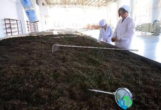 普洱茶发酵渥堆过程中,哪几种微生物会参与其中