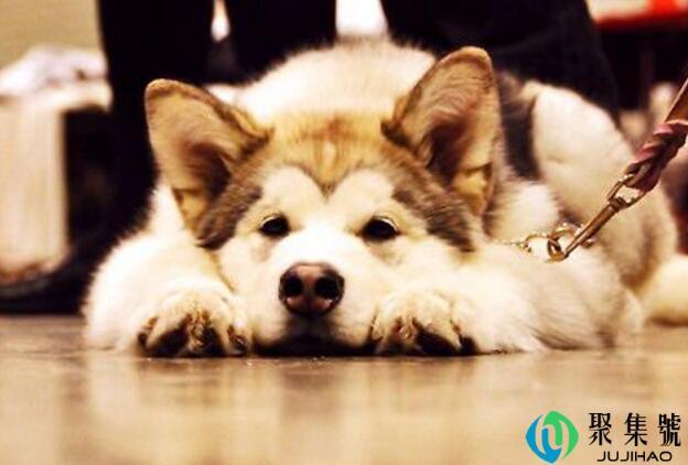 狗狗心脏肥大怕什么