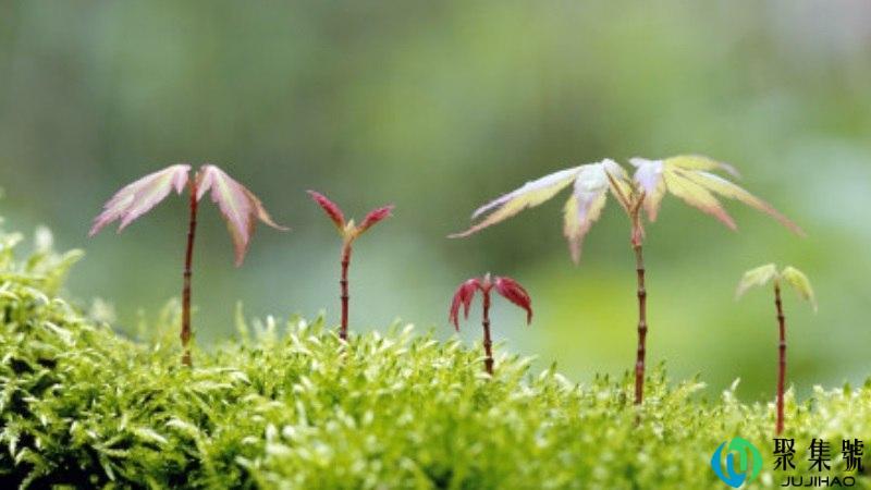 勃勃生机的意思