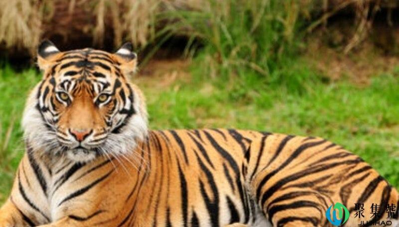 老虎怕人类拿枪吗